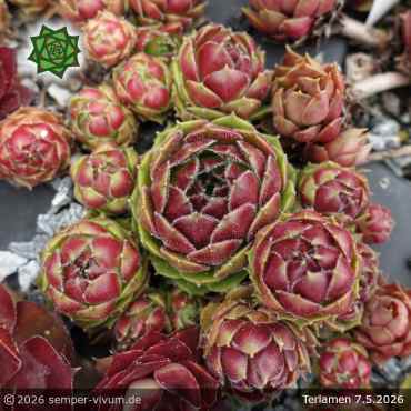 Sempervivum 'Terlamen'
