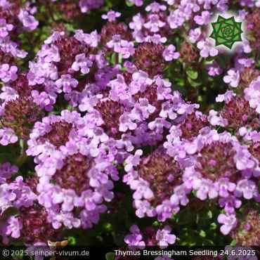 Thymus doerfleri 'Bressingham Seedling'