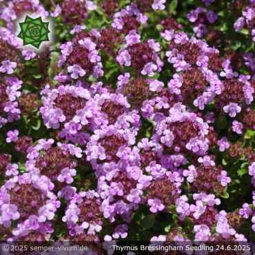 Preview: Thymus doerfleri 'Bressingham Seedling'