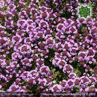 Preview: Thymus doerfleri 'Bressingham Seedling'