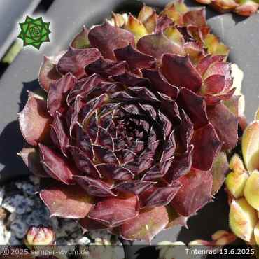 Sempervivum 'Tintenrad'