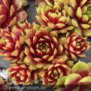 Preview: aufgenommen am 25.5.2017