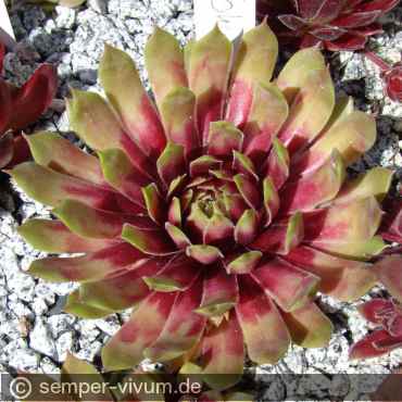 aufgenommen am 3.6.2015