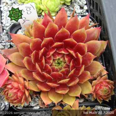 Preview: Sempervivum 'Too Much'