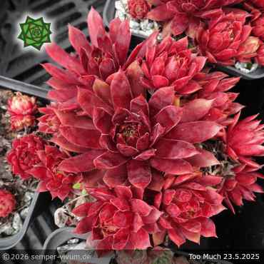 Sempervivum 'Too Much'