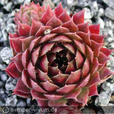 aufgenommen am 6.5.2004