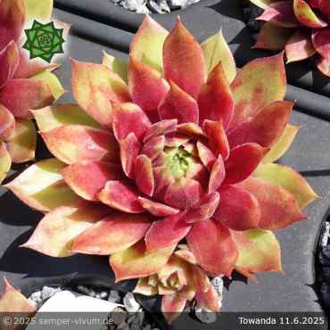 Preview: Sempervivum 'Towanda'