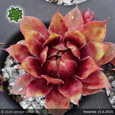 Sempervivum 'Towanda'