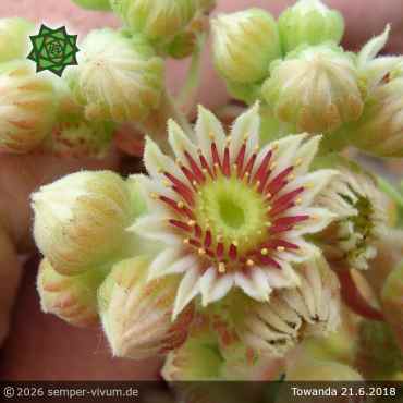 Preview: Sempervivum 'Towanda'