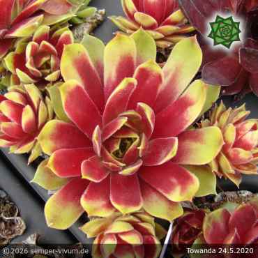 Preview: Sempervivum 'Towanda'