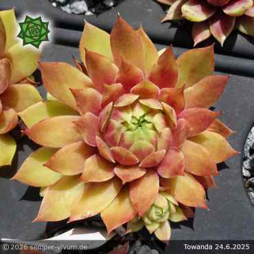 Sempervivum 'Towanda'