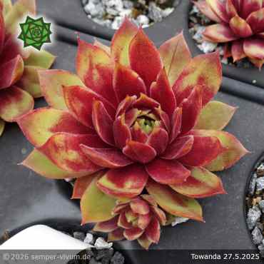 Sempervivum 'Towanda'