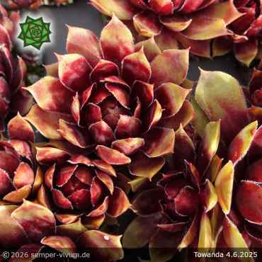Preview: Sempervivum 'Towanda'