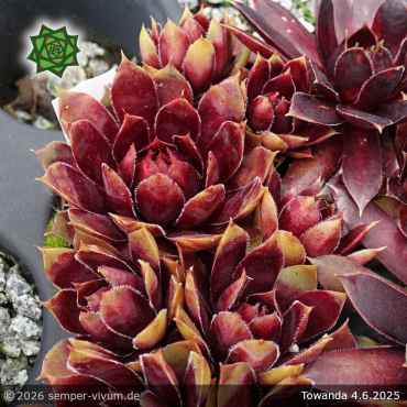 Sempervivum 'Towanda'