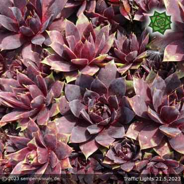 Sempervivum 'Traffic Lights'