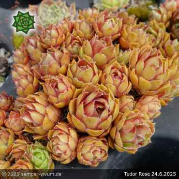 Preview: Sempervivum 'Tudor Rose'