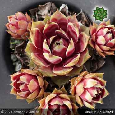 Sempervivum 'Unakite'
