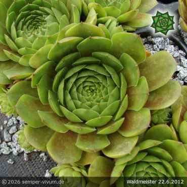Preview: Sempervivum 'Waldmeister'
