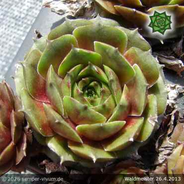 Preview: Sempervivum 'Waldmeister'