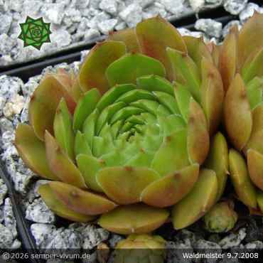 Preview: Sempervivum 'Waldmeister'