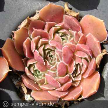 aufgenommen am 4.7.2016