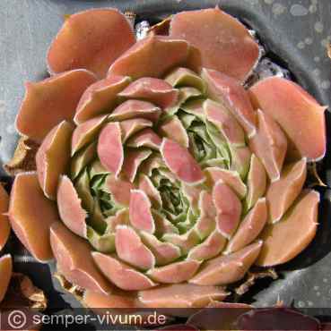 Preview: aufgenommen am 4.7.2016