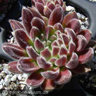 Preview: aufgenommen am 25.5.2011