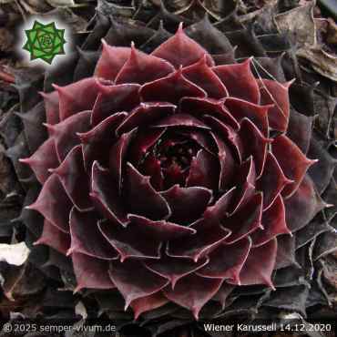 Sempervivum 'Wiener Karussell'