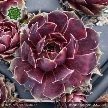Sempervivum 'Wiener Karussell'