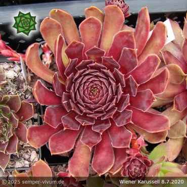 Sempervivum 'Wiener Karussell'