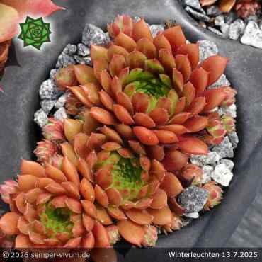 Preview: Sempervivum 'Winterleuchten'
