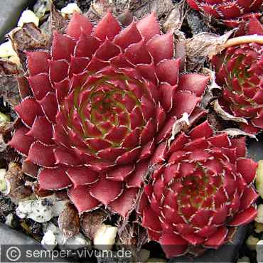 aufgenommen am 23.11.2009