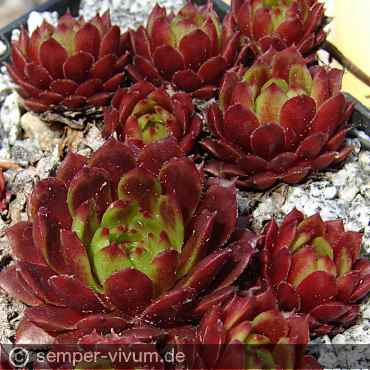 Preview: aufgenommen am 4.5.2011