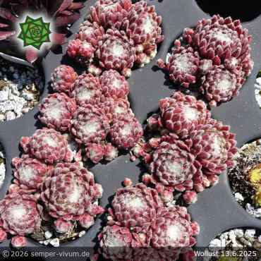 Preview: Sempervivum 'Wollust'