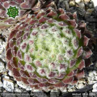 Preview: Sempervivum 'Wollust'