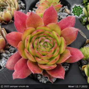 Sempervivum 'Wow!'