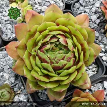 Sempervivum 'Wow!'
