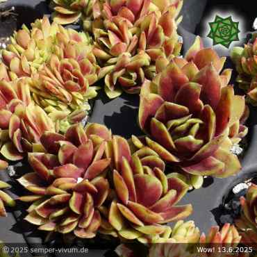 Sempervivum 'Wow!'