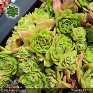 Sempervivum 'Wow!'