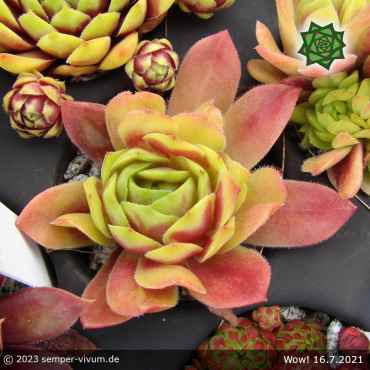 Preview: Sempervivum 'Wow!'