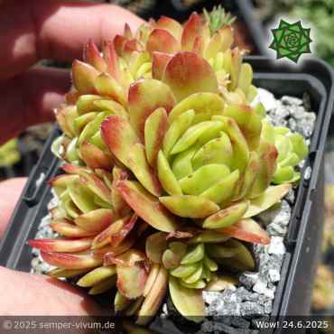 Sempervivum 'Wow!'