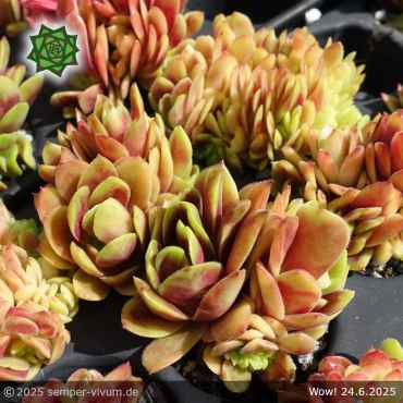 Sempervivum 'Wow!'