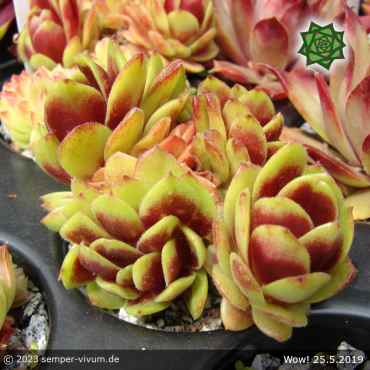 Preview: Sempervivum 'Wow!'