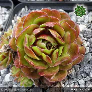 Sempervivum 'Wow!'