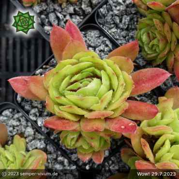 Sempervivum 'Wow!'