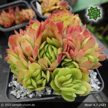 Preview: Sempervivum 'Wow!'