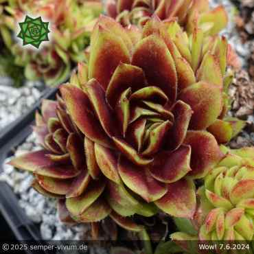 Sempervivum 'Wow!'