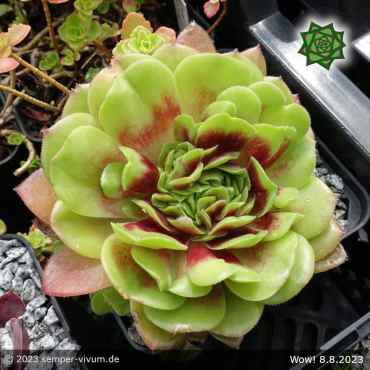Sempervivum 'Wow!'