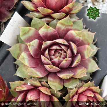 Sempervivum 'Yolanda'