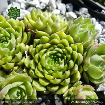 Sempervivum 'Zauberkringel'